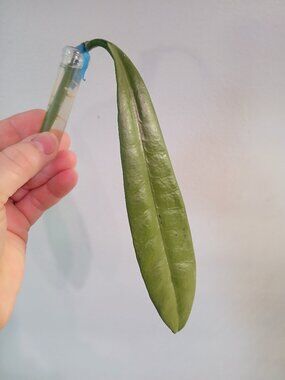 Hoya Griffithi Silver